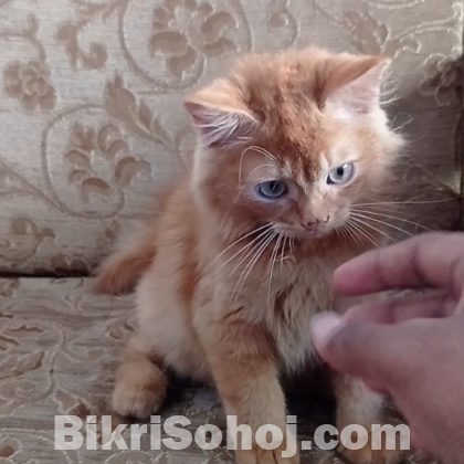 Persian baby cat